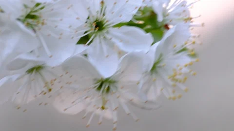 Spring cherry blossoms Stock Footage 122005852