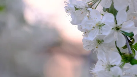 Spring cherry blossoms Stock Footage 122005929