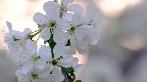Spring cherry blossoms Stock Footage 122005932