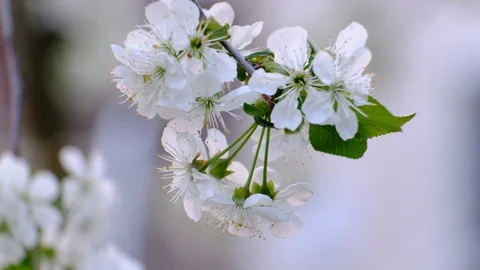 Spring cherry blossoms Stock Footage 122006030