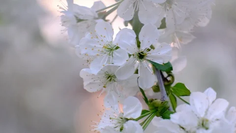 Spring cherry blossoms Stock Footage 122006046