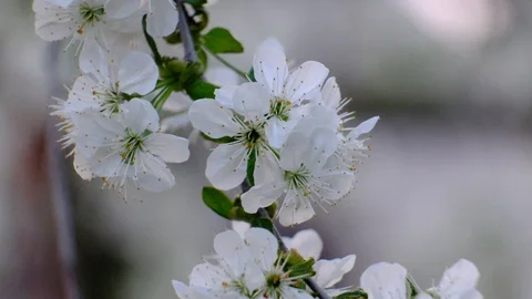 Spring cherry blossoms Stock Footage 122006115