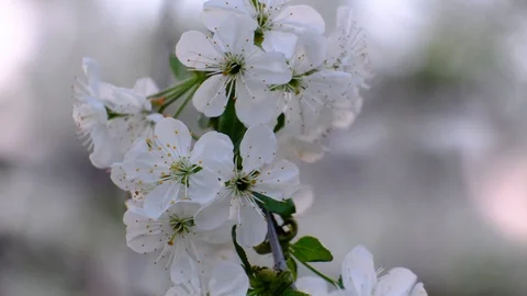 Spring cherry blossoms Stock Footage 122006310