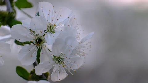 Spring cherry blossoms Stock Footage 122006461