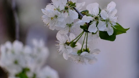 Spring cherry blossoms Stock Footage 122006525