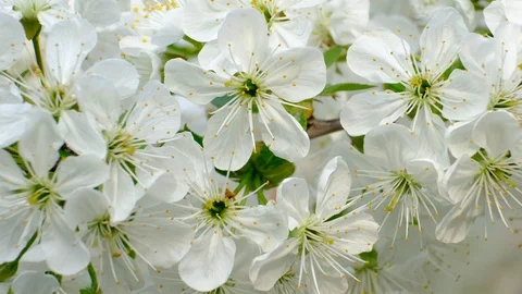 Spring cherry blossoms Stock Footage 122006671
