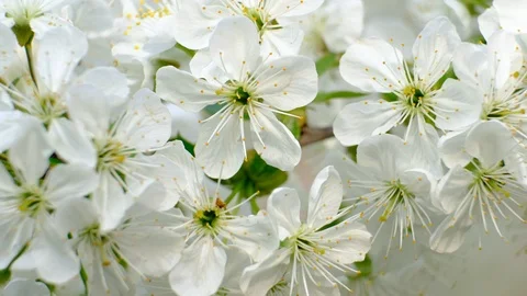 Spring cherry blossoms Stock Footage 122006692