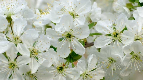 Spring cherry blossoms Stock Footage 122006765