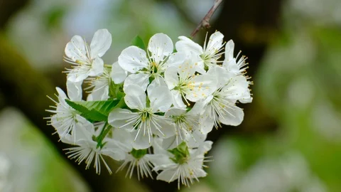 Spring cherry blossoms Stock Footage 122006880