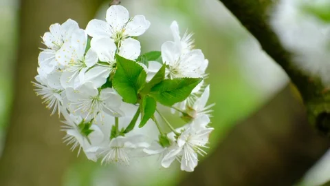 Spring cherry blossoms Stock Footage 122007006