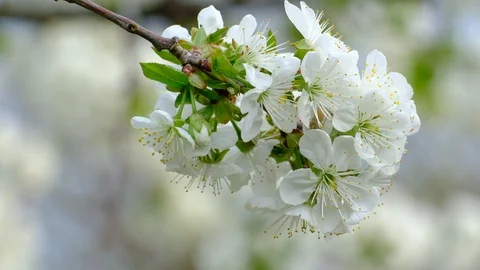 Spring cherry blossoms Stock Footage 122007172