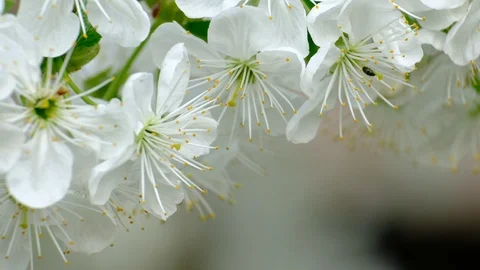 Spring cherry blossoms Stock Footage 122007214