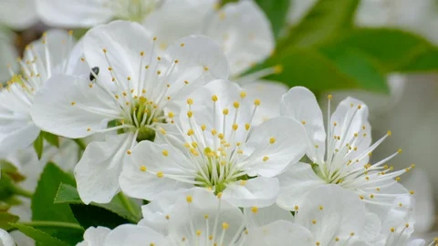 Spring cherry blossoms Stock Footage 122007308