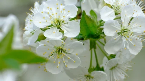 Spring cherry blossoms Stock Footage 122007327