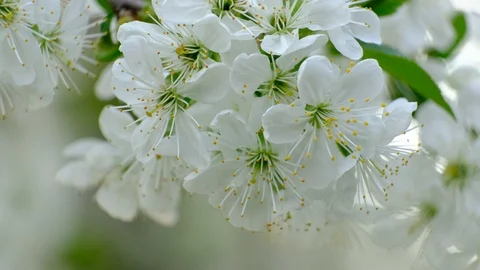 Spring cherry blossoms Stock Footage 122007422