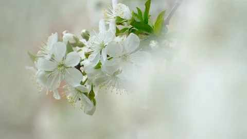 Spring cherry blossoms Stock Footage 122007454