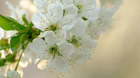 Spring cherry blossoms Stock Footage 122007551