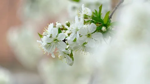Spring cherry blossoms Stock Footage 122007572