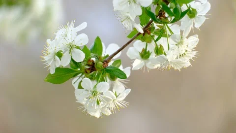 Spring cherry blossoms Stock Footage 122007751