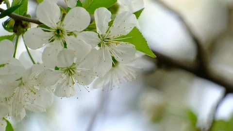 Spring cherry blossoms Stock Footage 122007797