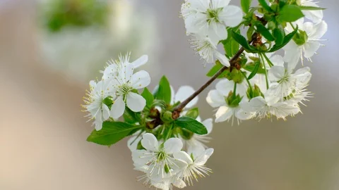 Spring cherry blossoms Stock Footage 122007895
