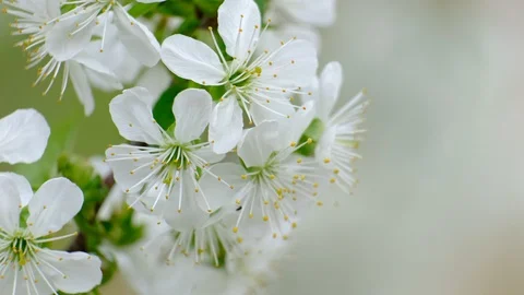 Spring cherry blossoms Stock Footage 122007918