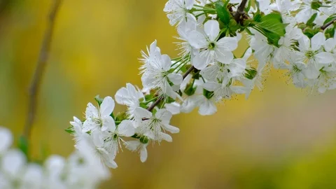 Spring cherry blossoms Stock Footage 122008043