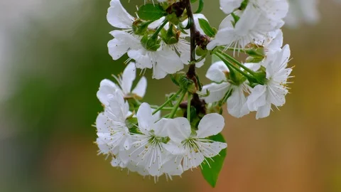 Spring cherry blossoms Stock Footage 122008184