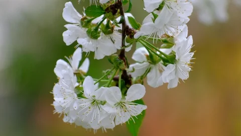 Spring cherry blossoms Stock Footage 122008235