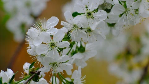 Spring cherry blossoms Stock Footage 122008440