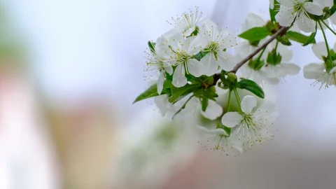 Spring cherry blossoms Stock Footage 122008570