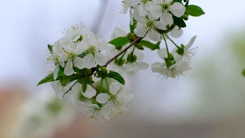 Spring cherry blossoms Stock Footage 122008730
