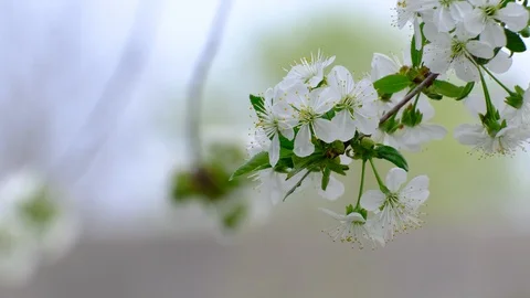 Spring cherry blossoms Stock Footage 122008891