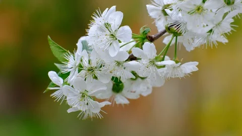 Spring cherry blossoms Stock Footage 122009251