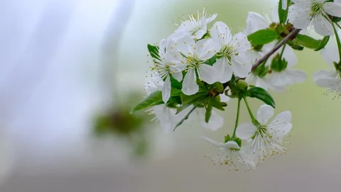 Spring cherry blossoms Stock Footage 122009255