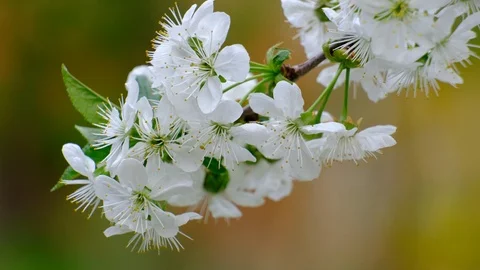 Spring cherry blossoms Stock Footage 122009436