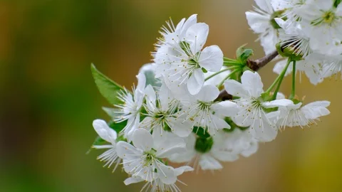 Spring cherry blossoms Stock Footage 122009590