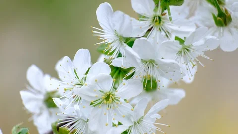 Spring cherry blossoms Stock Footage 122009618