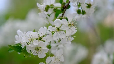 Spring cherry blossoms Stock Footage 122009806
