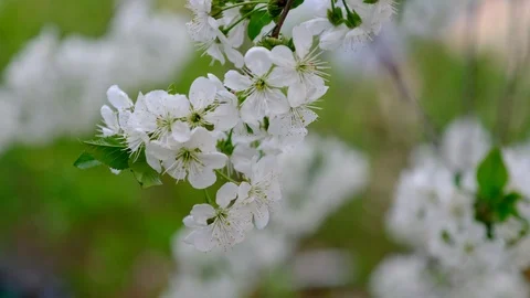 Spring cherry blossoms Stock Footage 122009811
