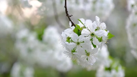 Spring cherry blossoms Stock Footage 122010046