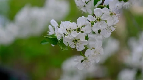 Spring cherry blossoms Stock Footage 122010078