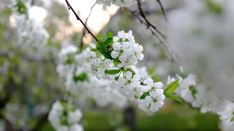 Spring cherry blossoms Stock Footage 122010082