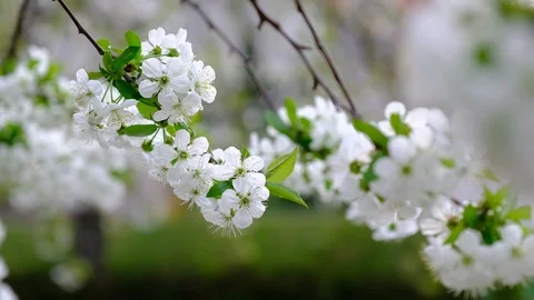 Spring cherry blossoms Stock Footage 122010240