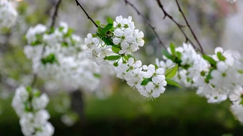 Spring cherry blossoms Stock Footage 122010368