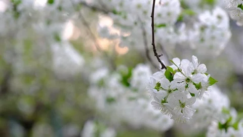 Spring cherry blossoms Stock Footage 122010513