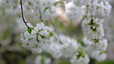 Spring cherry blossoms Stock Footage 122010609