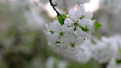 Spring cherry blossoms Stock Footage 122010679