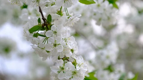 Spring cherry blossoms Stock Footage 122010737