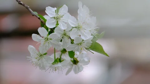 Spring cherry blossoms Stock Footage 122010851